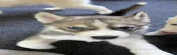 Siberian Husky dogs for sale: Echo our little chatterbox  - Ad 3