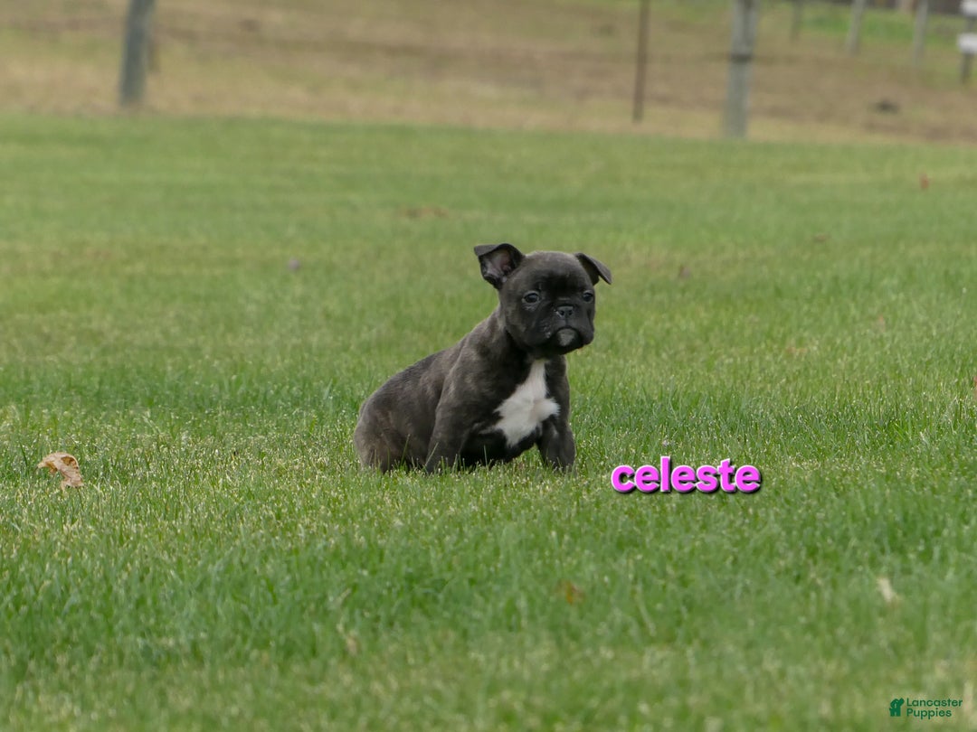 Frenchton dogs for sale: Celeste  - Ad 7