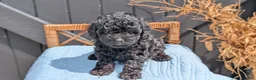 Havapoo dogs for sale: Malia - Ad 4
