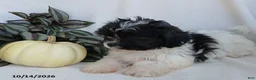 Teddy Bear dogs for sale: Kelly - Ad 3