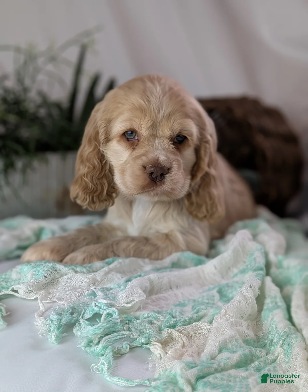 Cocker Spaniel dogs for sale: Zara - Ad 6