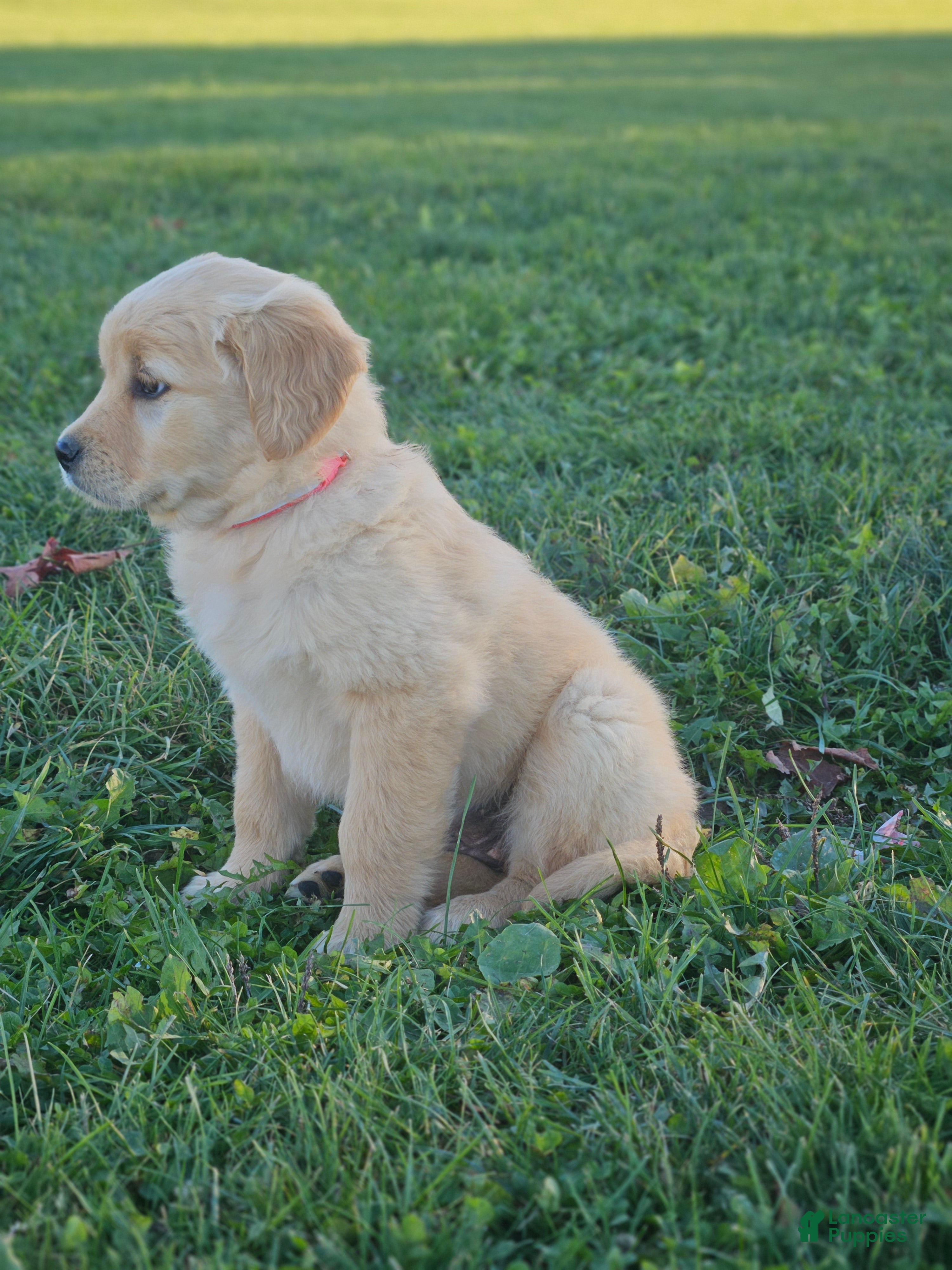 Golden Retriever dogs Rosie - Ad 2