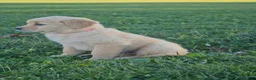 Golden Retriever dogs for sale: Rosie - Ad 2