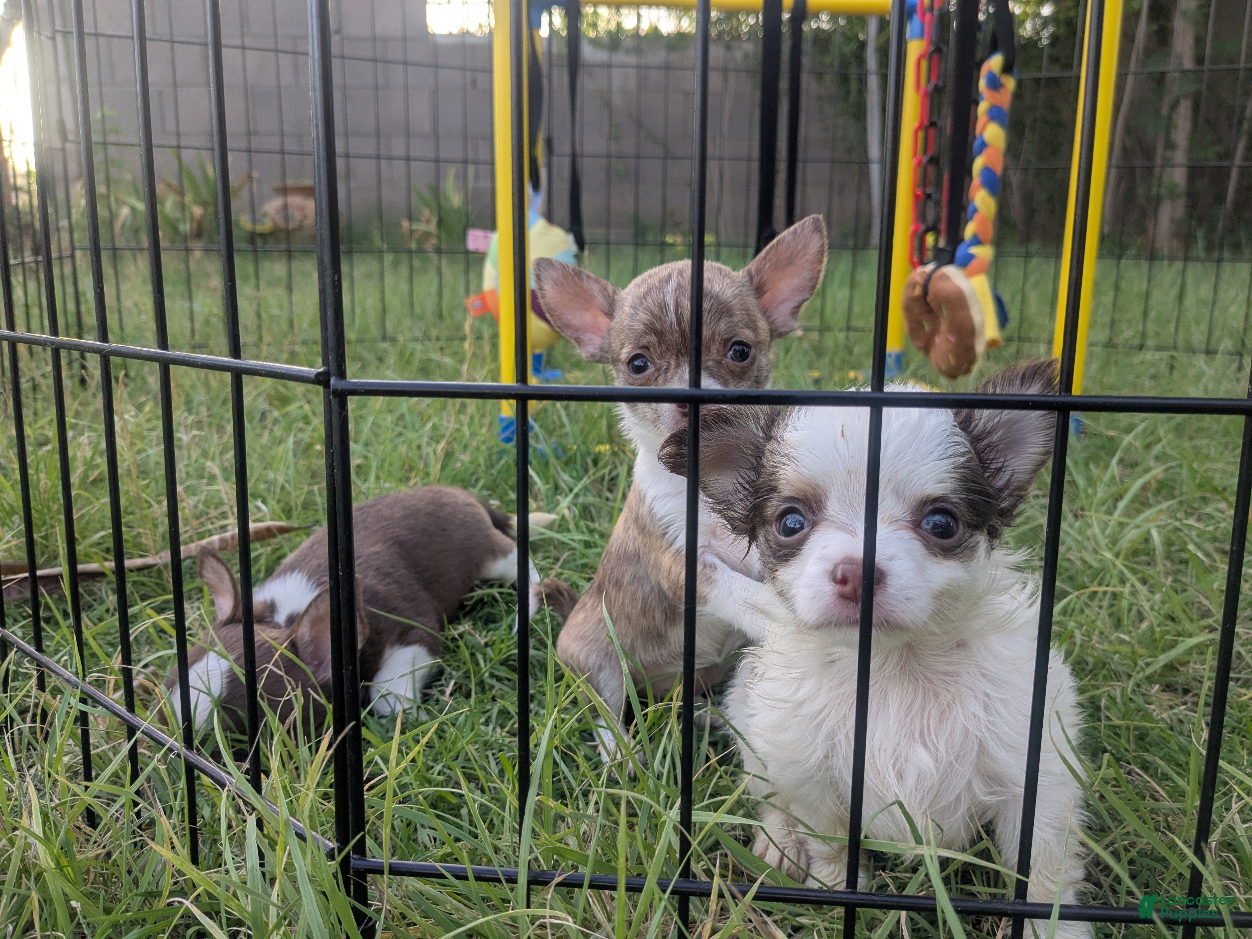 Chihuahua dogs Prince  Tiny LC  - Ad 1