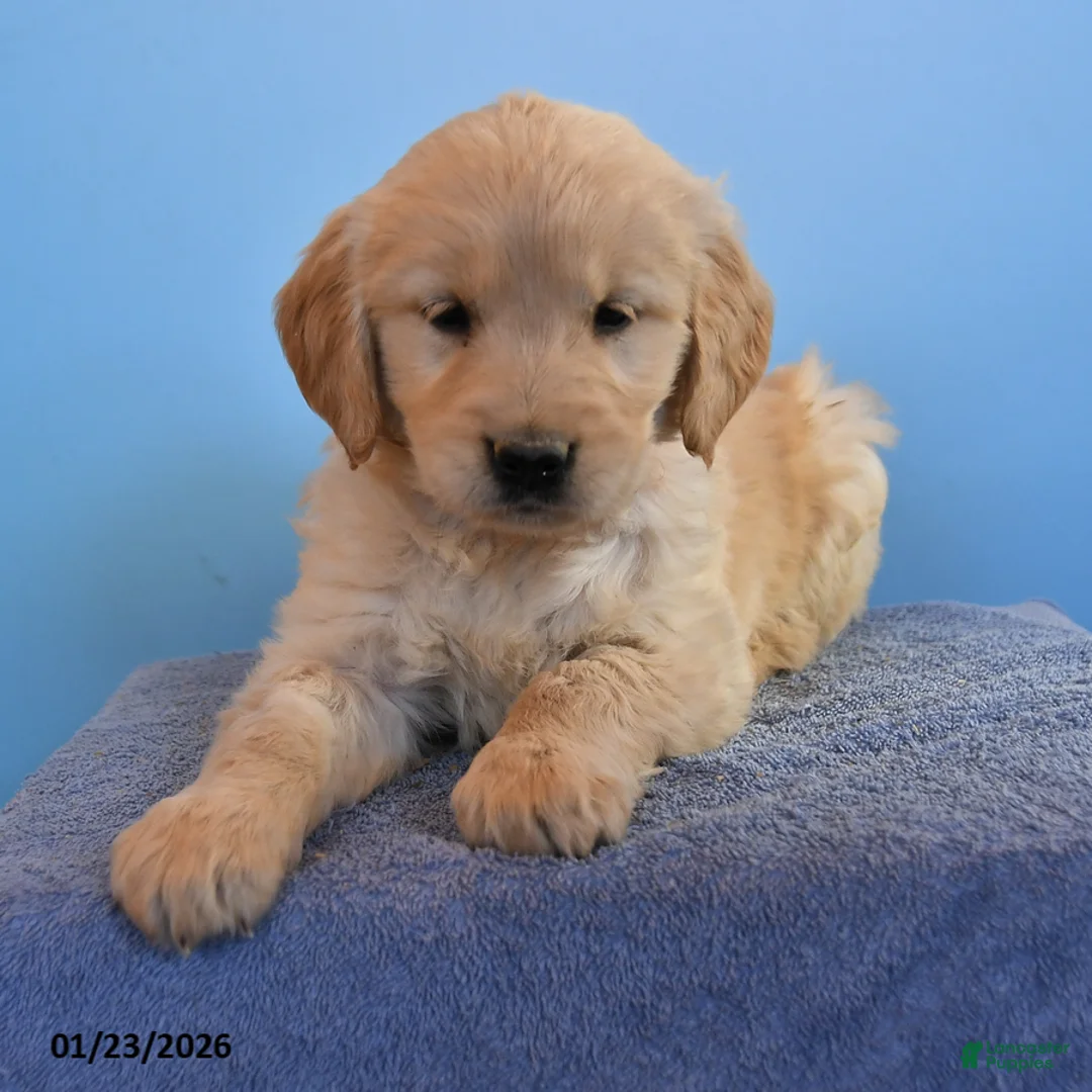 Golden Retriever dogs for sale: Ophelia - Ad 2