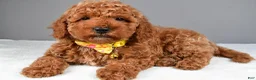 Miniature Poodle dogs for sale: Cooper - Ad 3