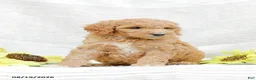 Goldendoodle dogs for sale: Jenny - Ad 8
