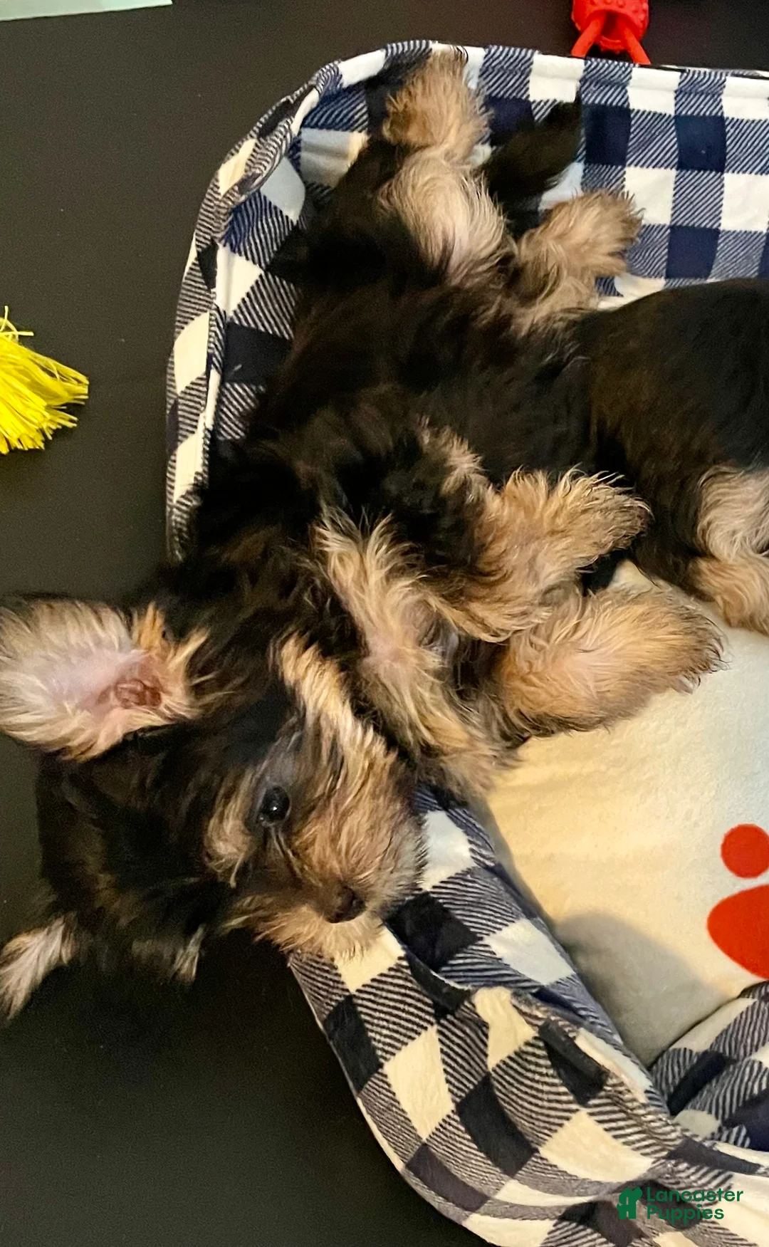 Gallery Image {{count}}