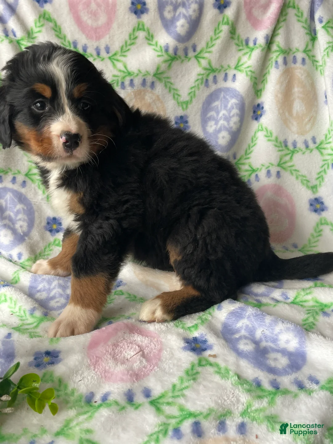 Bernese Mountain Dog dogs for sale: Summit - Ad 2