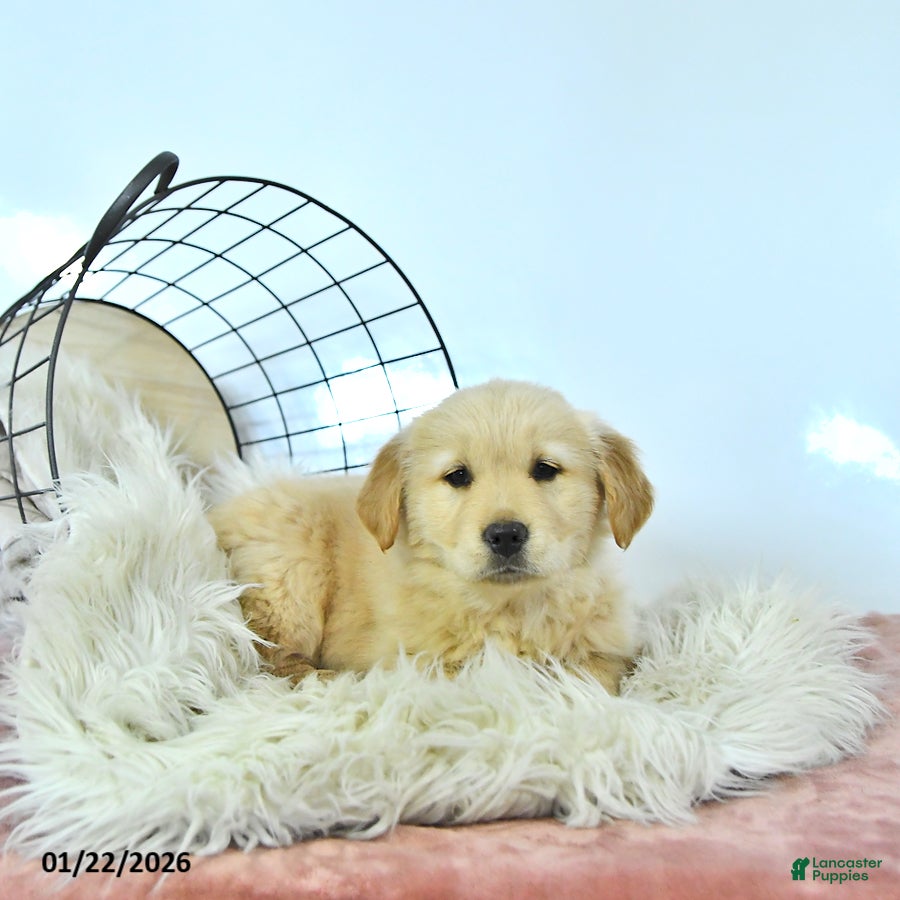 Golden Retriever dogs Sunnie - Ad 6