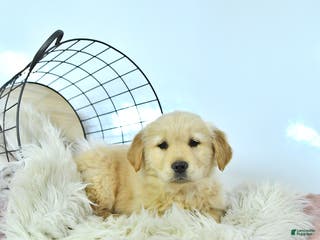 Golden Retriever dogs Sunnie - Ad 6