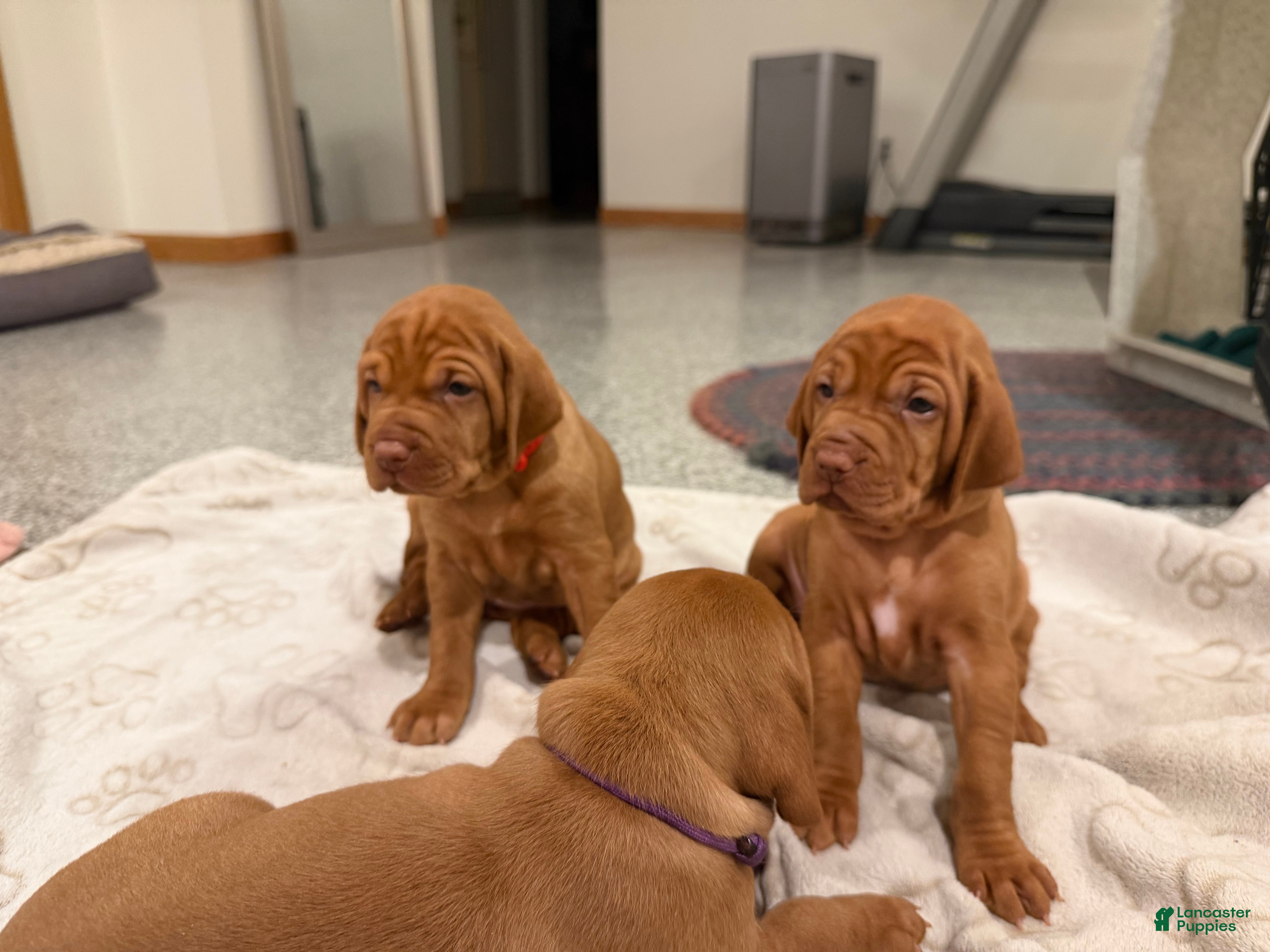 Vizsla dogs Vizsla 3 - Ad 1