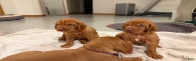 Vizsla 3