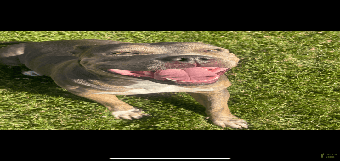 Gallery Image {{count}}