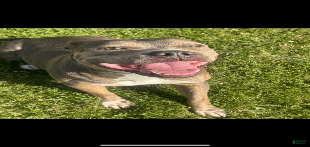 Gallery Image {{count}}