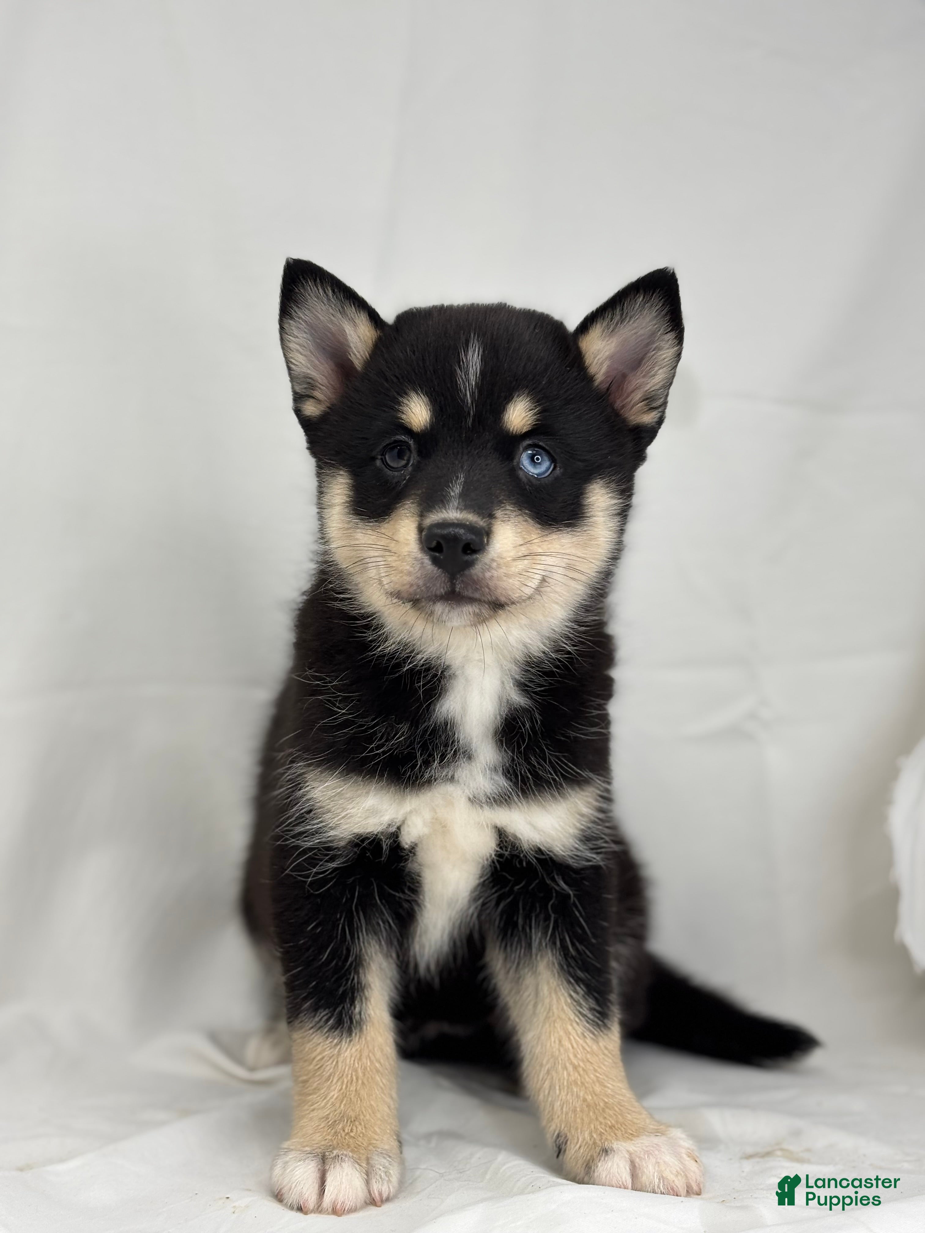 Pomsky dogs Zelda - Ad 27