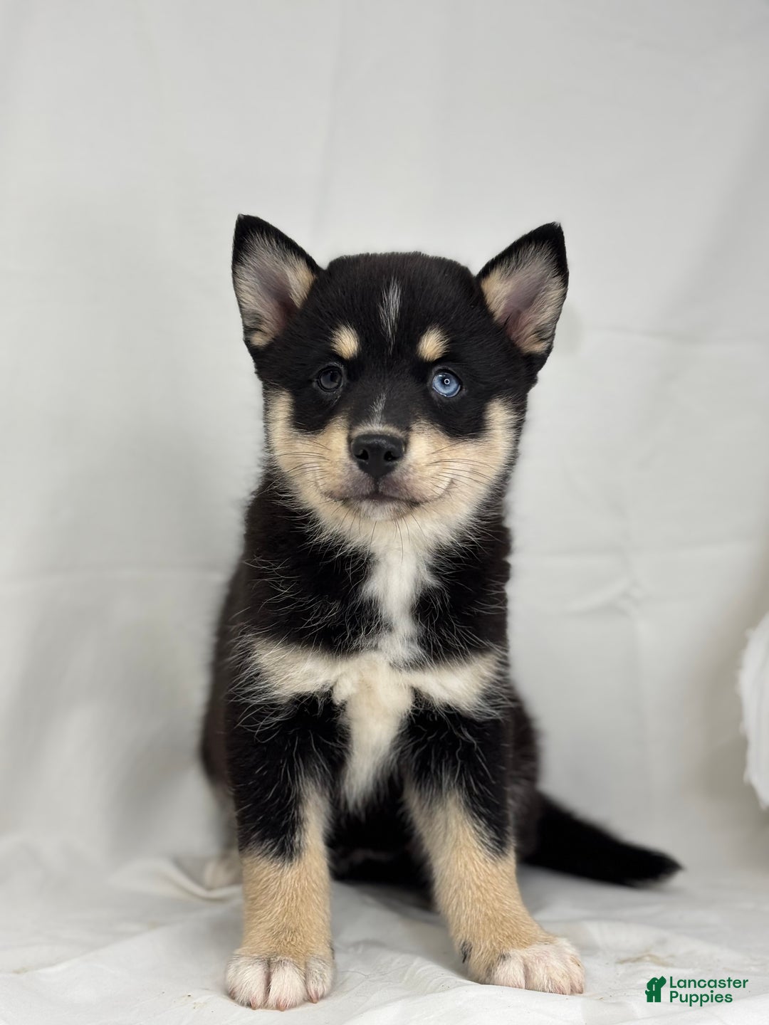Pomsky dogs for sale: Zelda - Ad 1