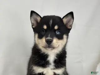 Pomsky dogs Zelda - Ad 25