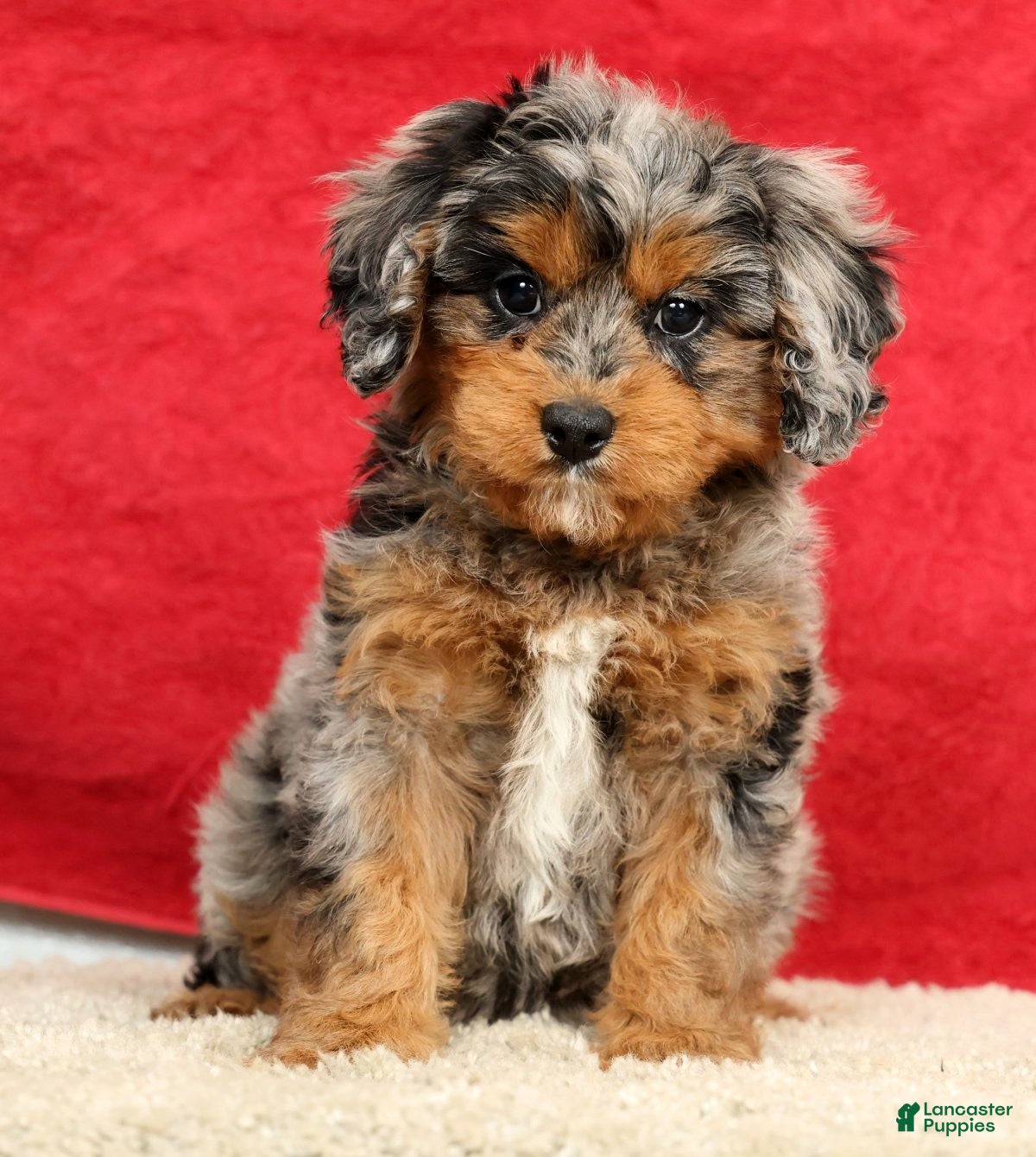 Cavapoo dogs Sophie - Ad 2