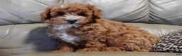 Mini Goldendoodle dogs for sale: Lenny - Ad 3