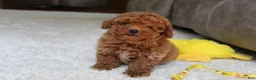 Toy Poodle dogs for sale: Tucker - Ad 7