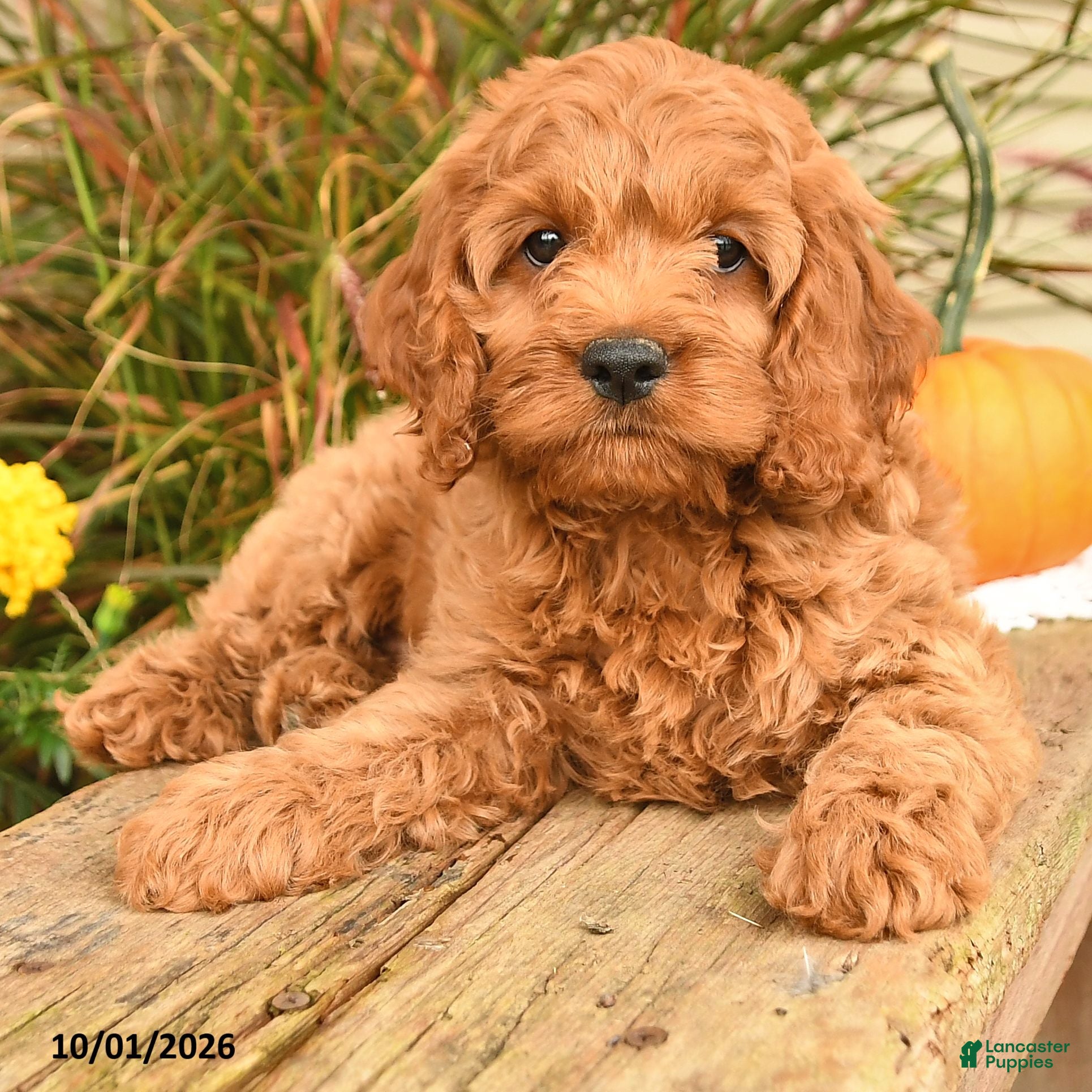 Cockapoo dogs Joey - Ad 2