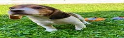 Beagle dogs for sale: Bambi - Ad 8
