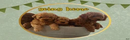 Cavapoo dogs for sale: Blitz  - Ad 7