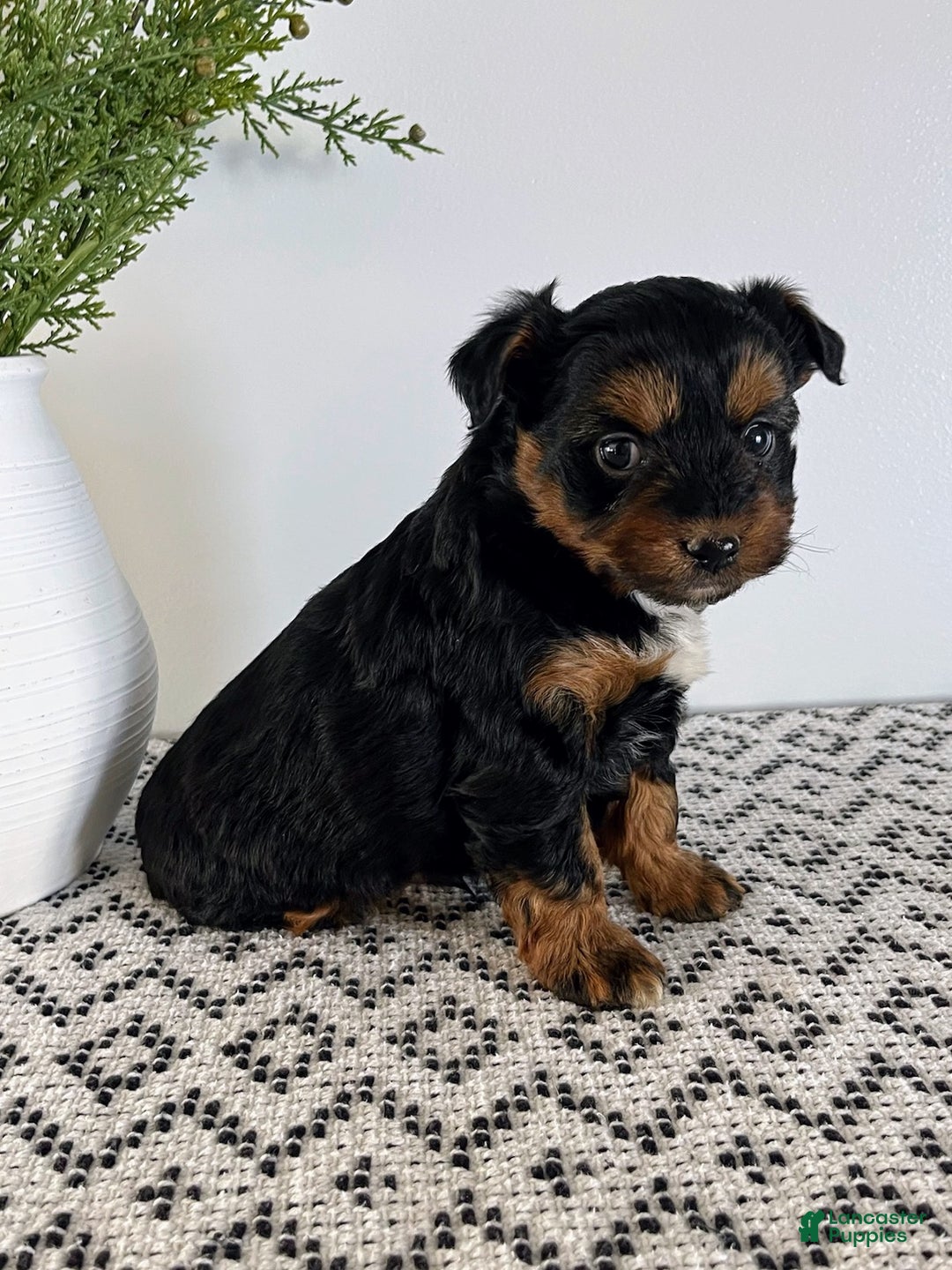 Mini Aussiedoodle dogs for sale: Ozzie - Ad 5