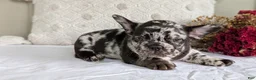 French Bulldog dogs for sale: Flash - Ad 3