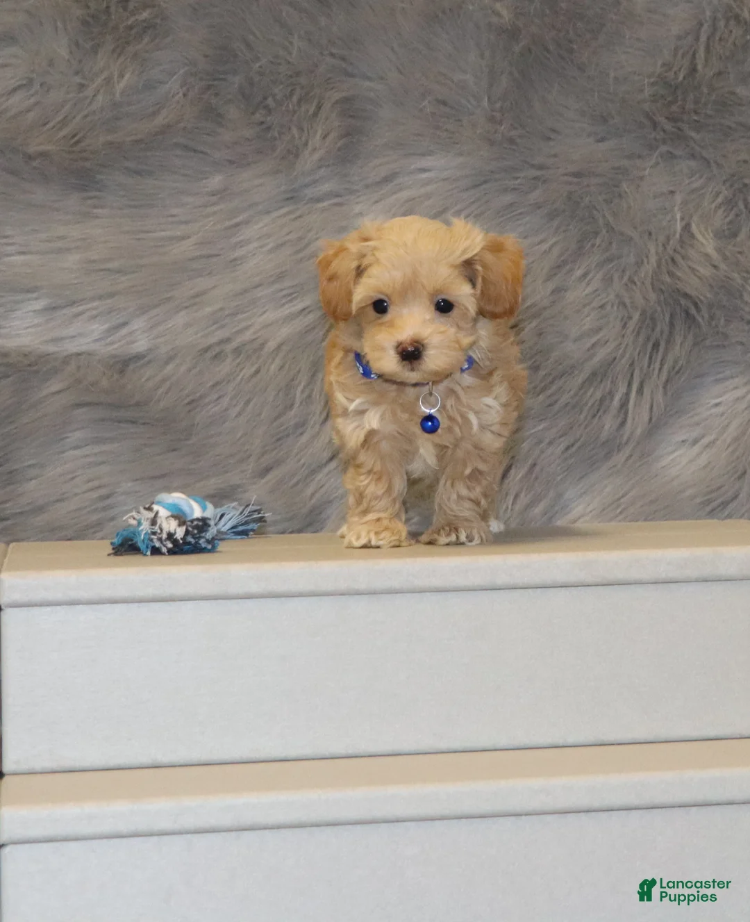 Havapoo dogs for sale: Asher 👨‍👨‍👦‍👦💞🐕 Miniature - Ad 4