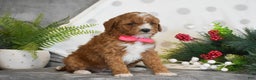 Mini Goldendoodle dogs for sale: Rosie - Ad 2
