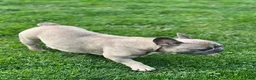 French Bulldog dogs for sale: Flint French Bulldog  - Ad 10