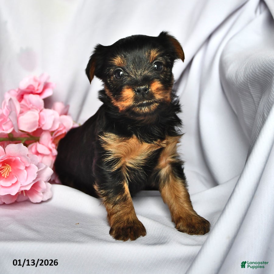 Yorkshire Terrier dogs Sage - Ad 16