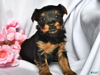 Yorkshire Terrier dogs Sage - Ad 25