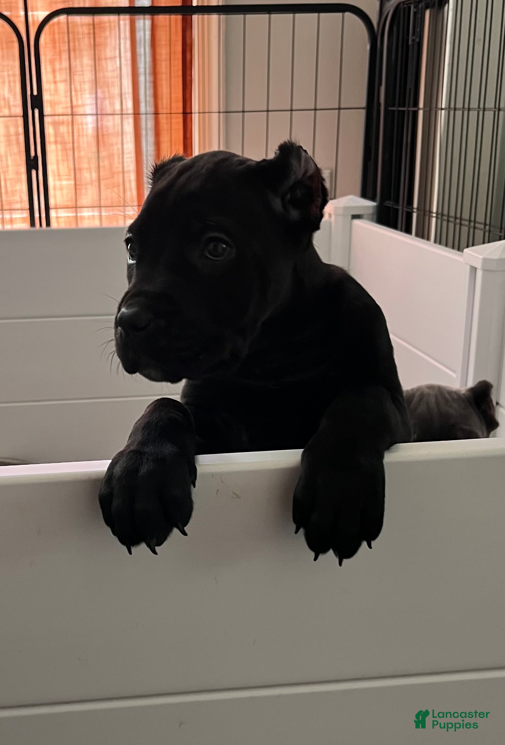 Cane Corso dogs Merlot - Ad 2