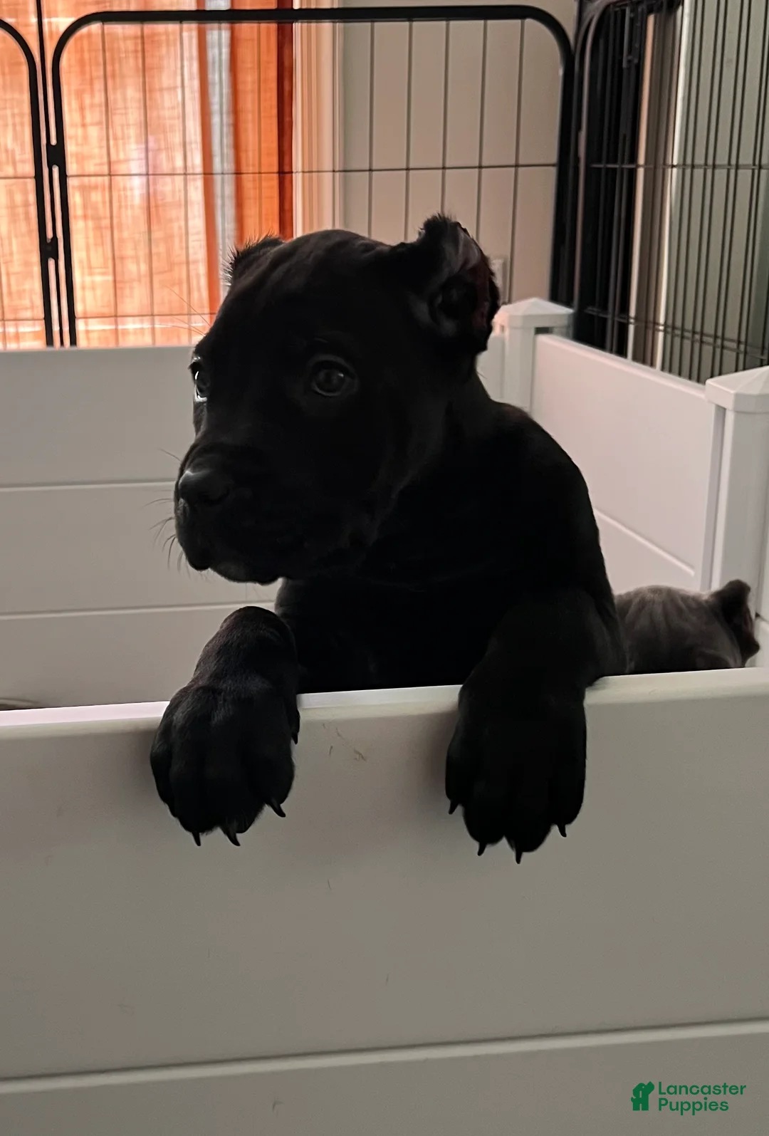 Cane Corso dogs for sale: Merlot - Ad 2