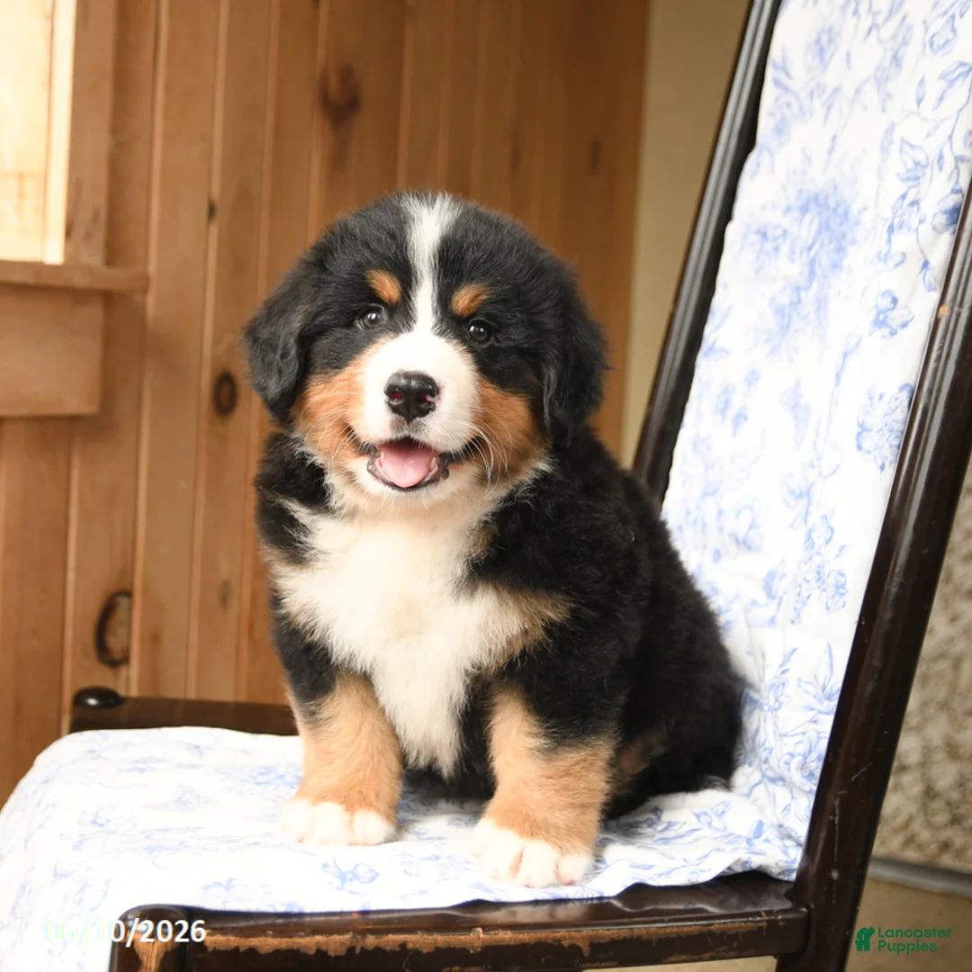 Bernese Mountain Dog dogs for sale: Oliver - Ad 2