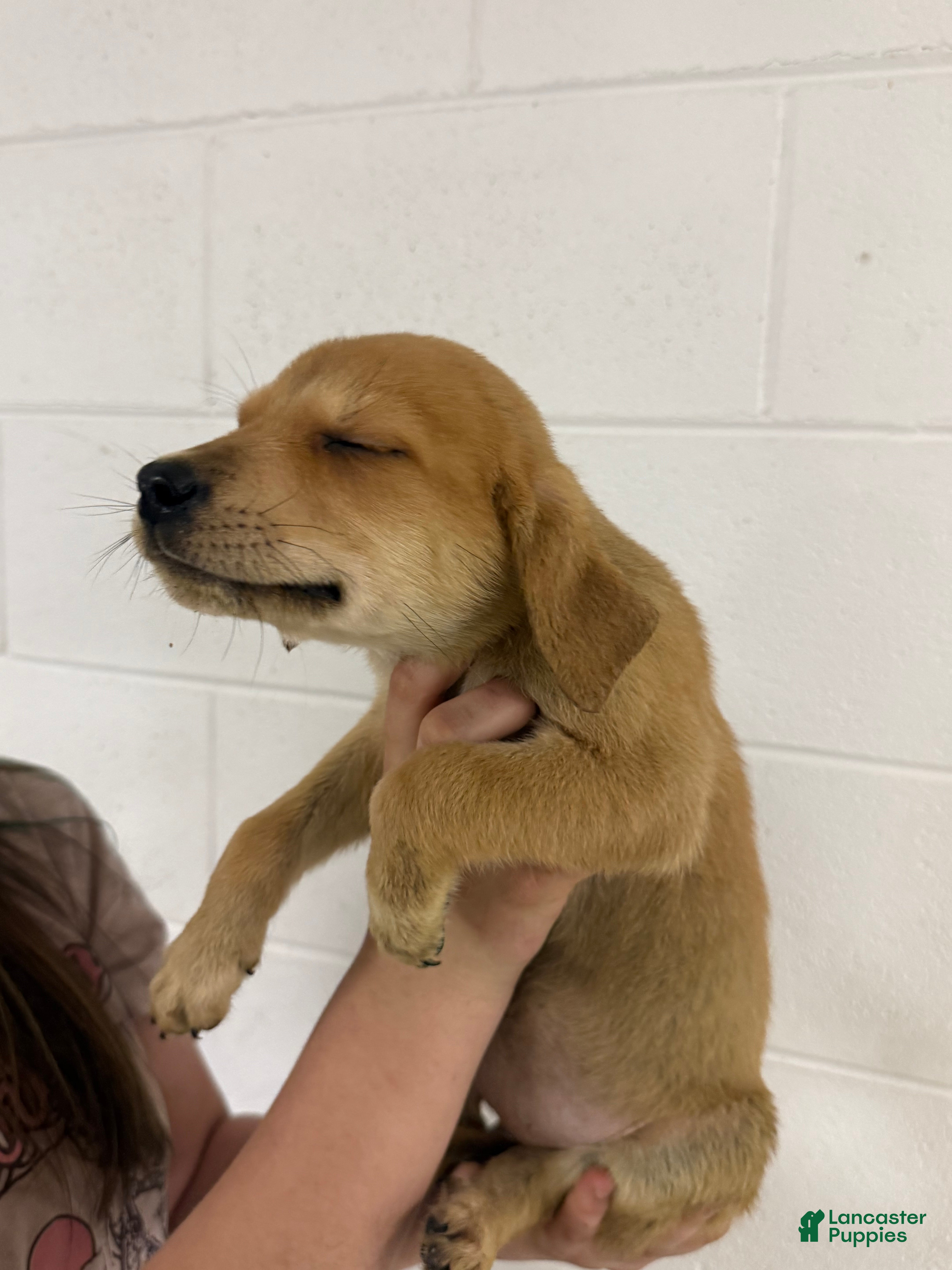 Mixed Breed dogs for sale: Mixed Breed Puppy 9 - Ad 2