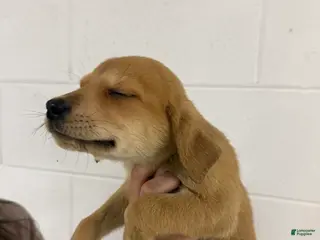 Mixed Breed dogs for sale: Mixed Breed Puppy 9 - Ad 2