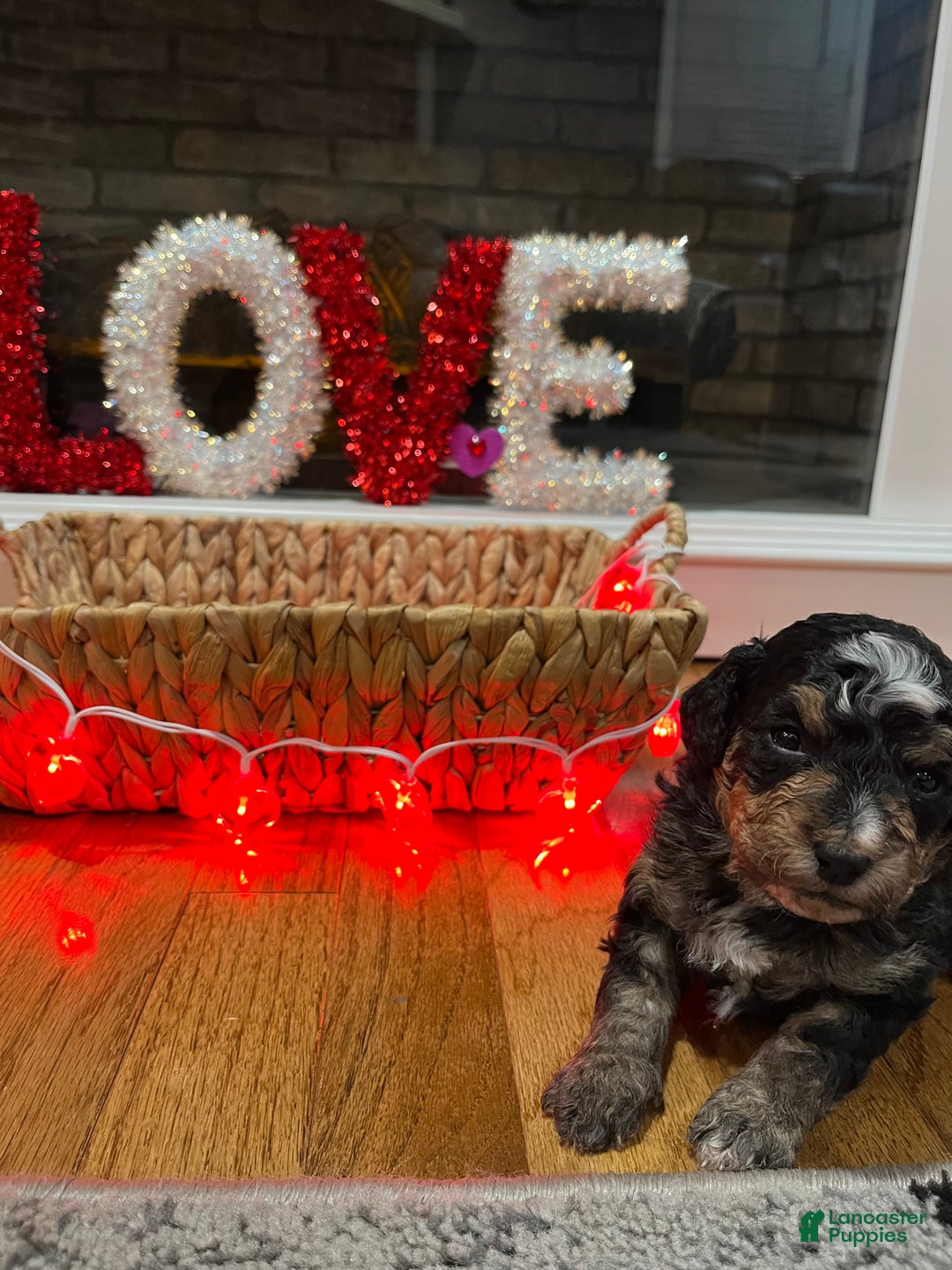 Mini Bernedoodle dogs for sale: Tequila  - Ad 2