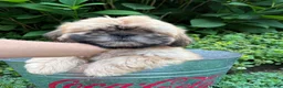 Shih Tzu dogs for sale: Jackson - Ad 3