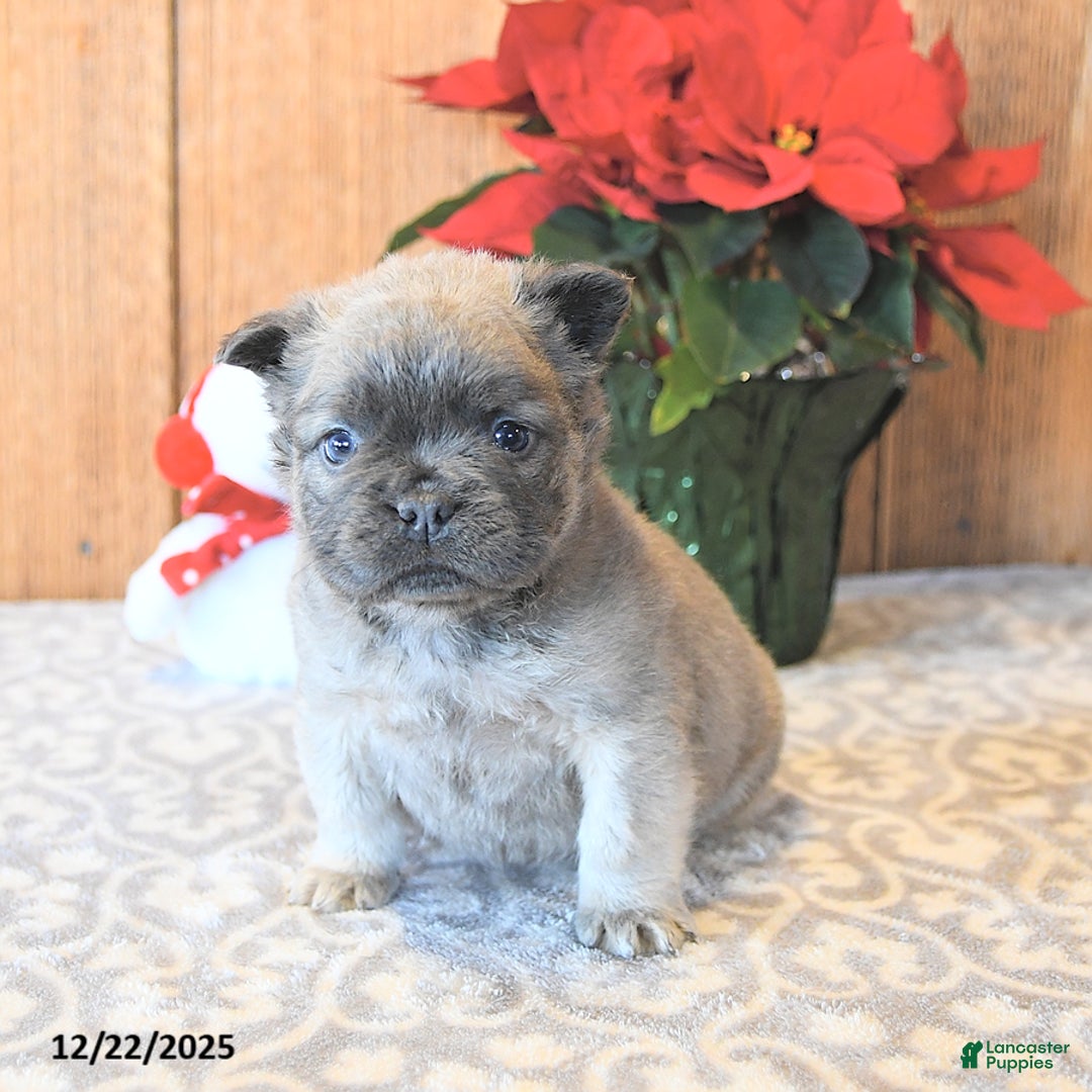 French Bulldog dogs for sale: Toby - Ad 2