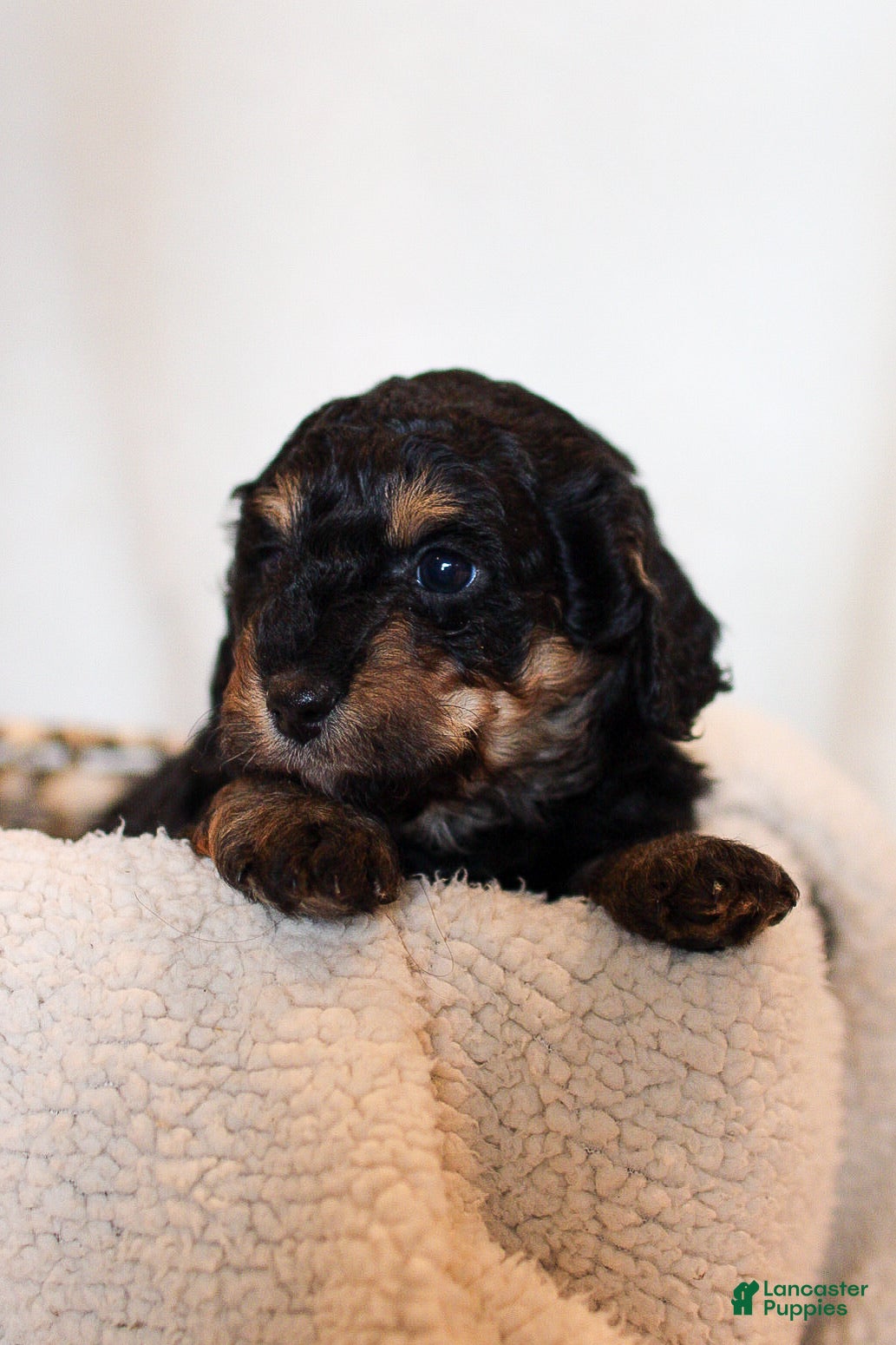 Mini Bernedoodle dogs Tucker  - Ad 42