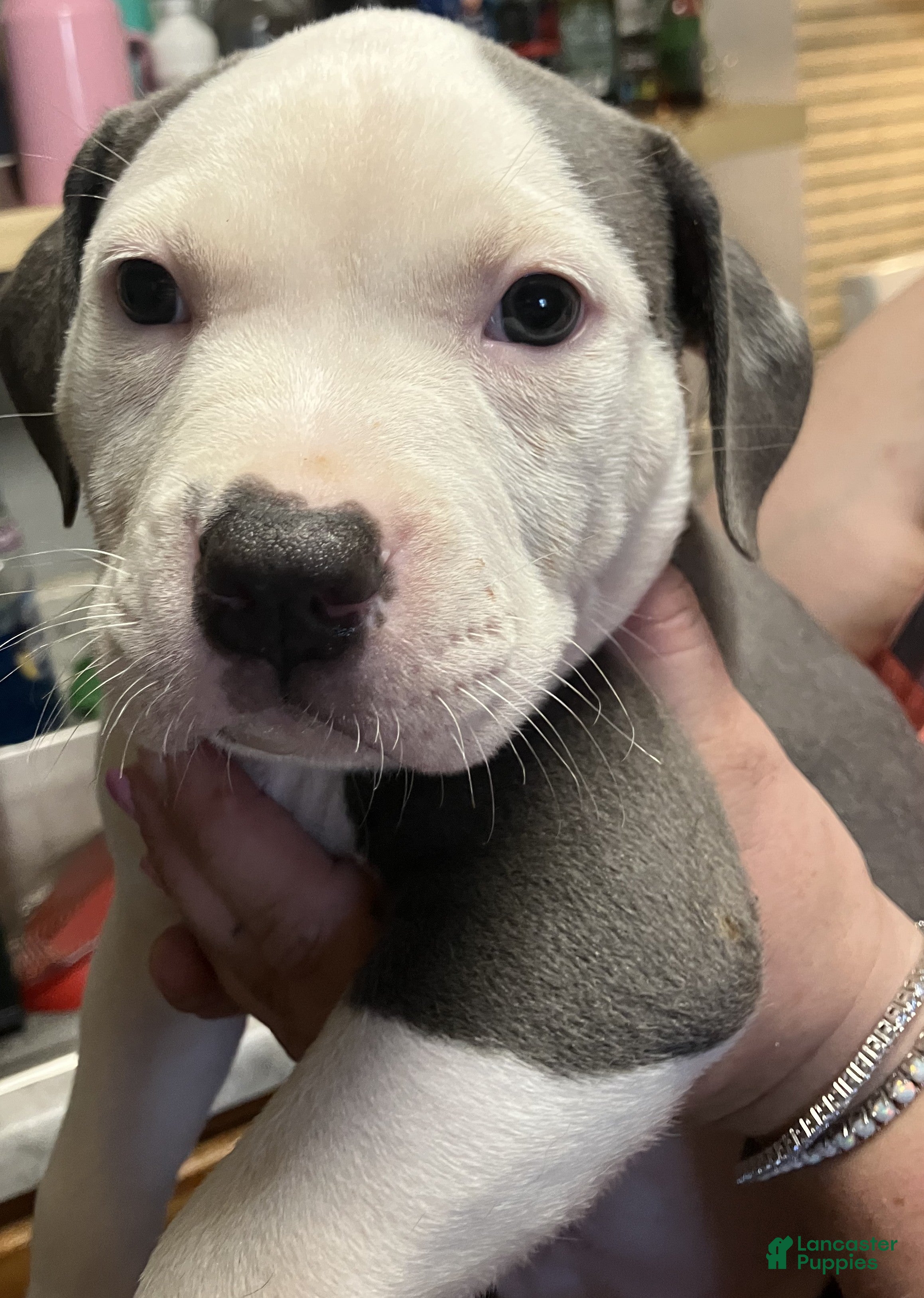 American Pit Bull Terrier dogs American Pit Bull Terrier 2 Male - Ad 13