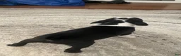 Boston Terrier dogs for sale: Pending - Duncan - Ad 3