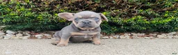 French Bulldog dogs for sale: Sadie - Ad 7