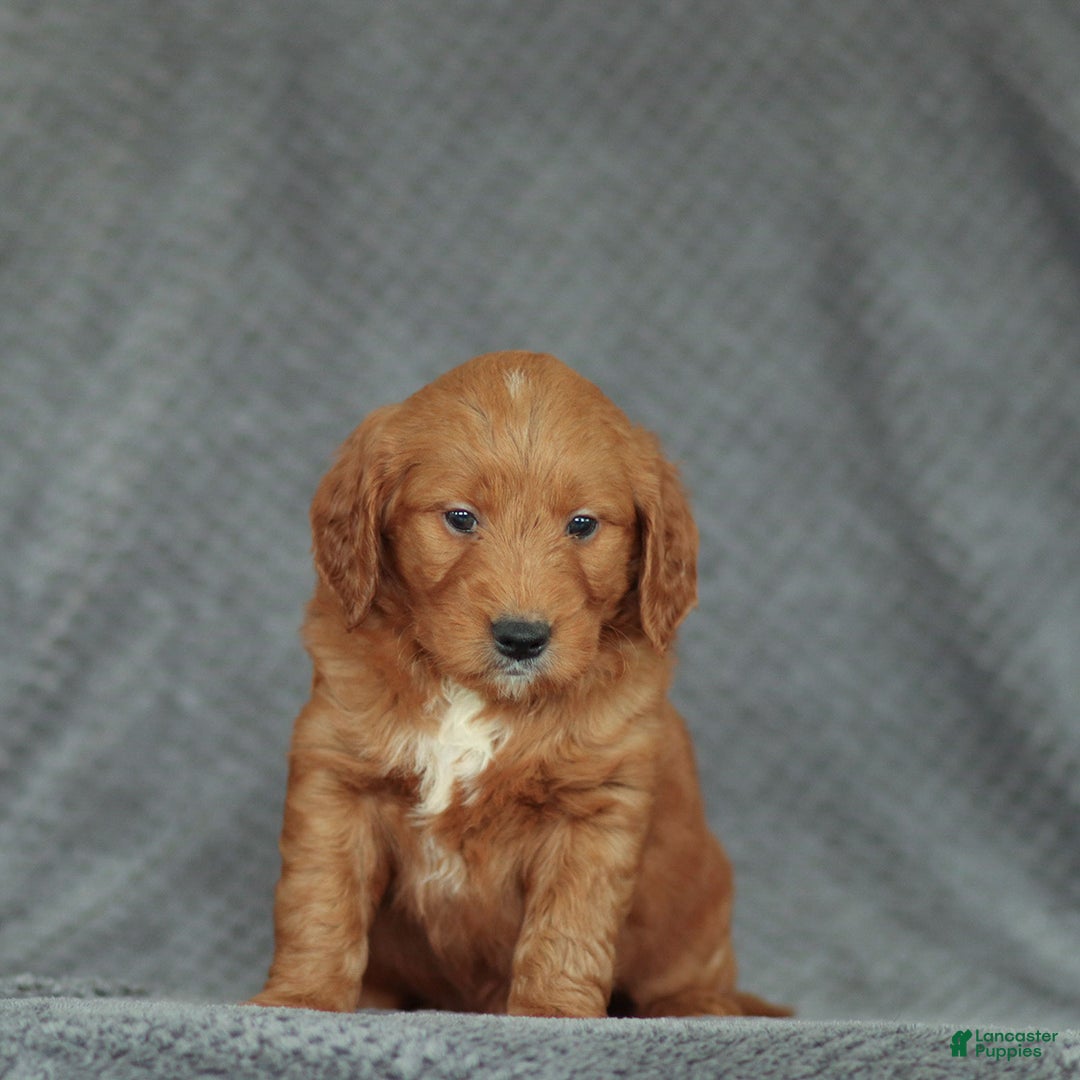 Mini Goldendoodle dogs for sale: Rex - Ad 4