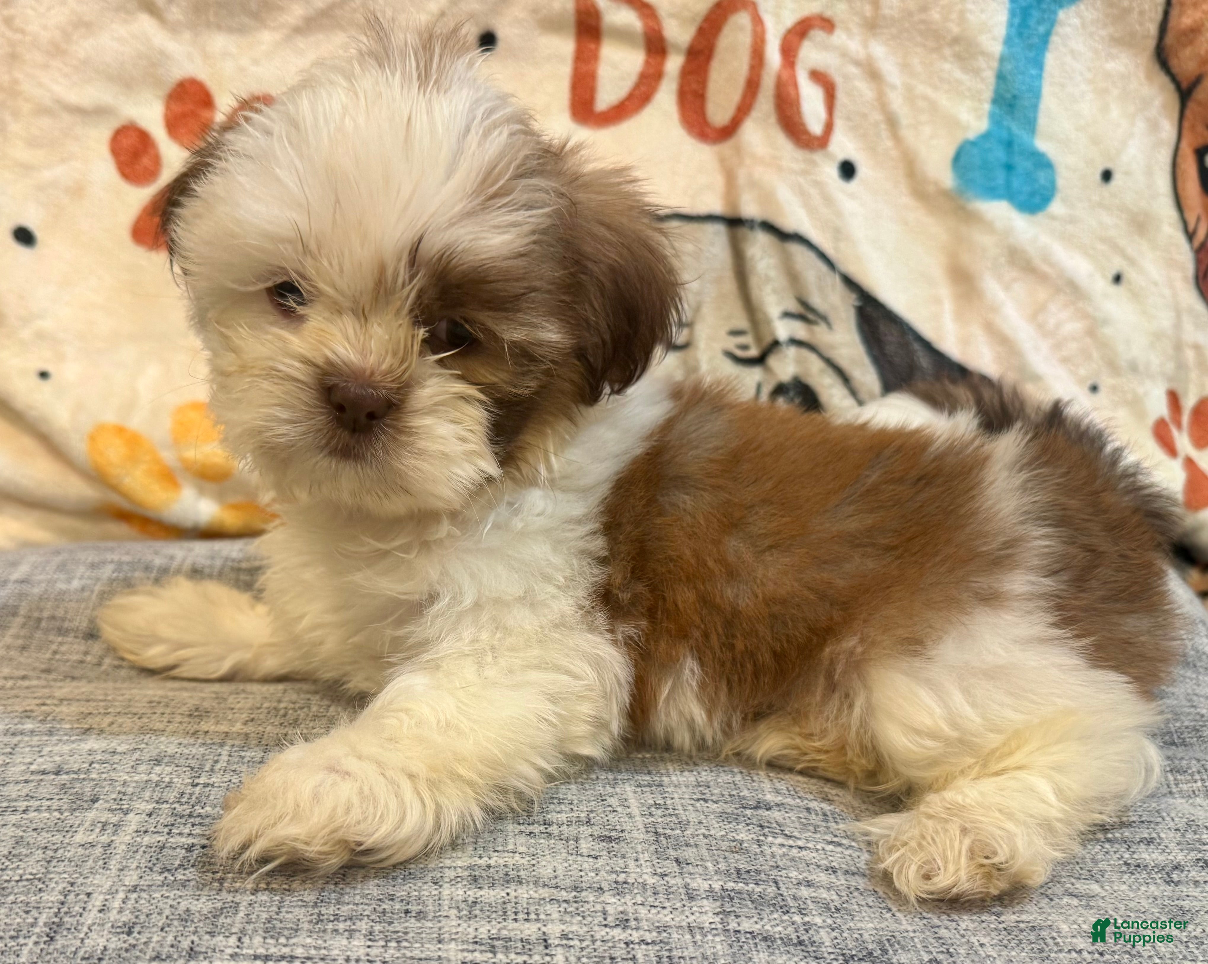Shih Tzu dogs Zap - Ad 3
