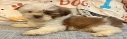 Shih Tzu dogs for sale: Zap - Ad 1